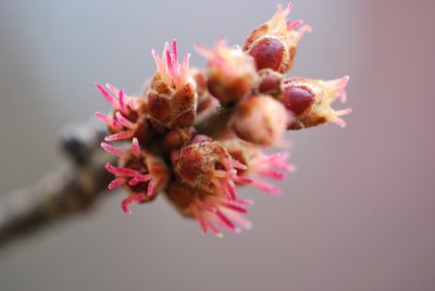 Acer saccharinum 'Wieri'- javor stříbrný'Wieri'- květenství